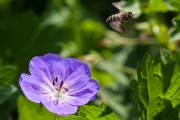 Photo website Macro 013
